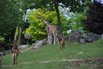 2013 07 06 beauval 066